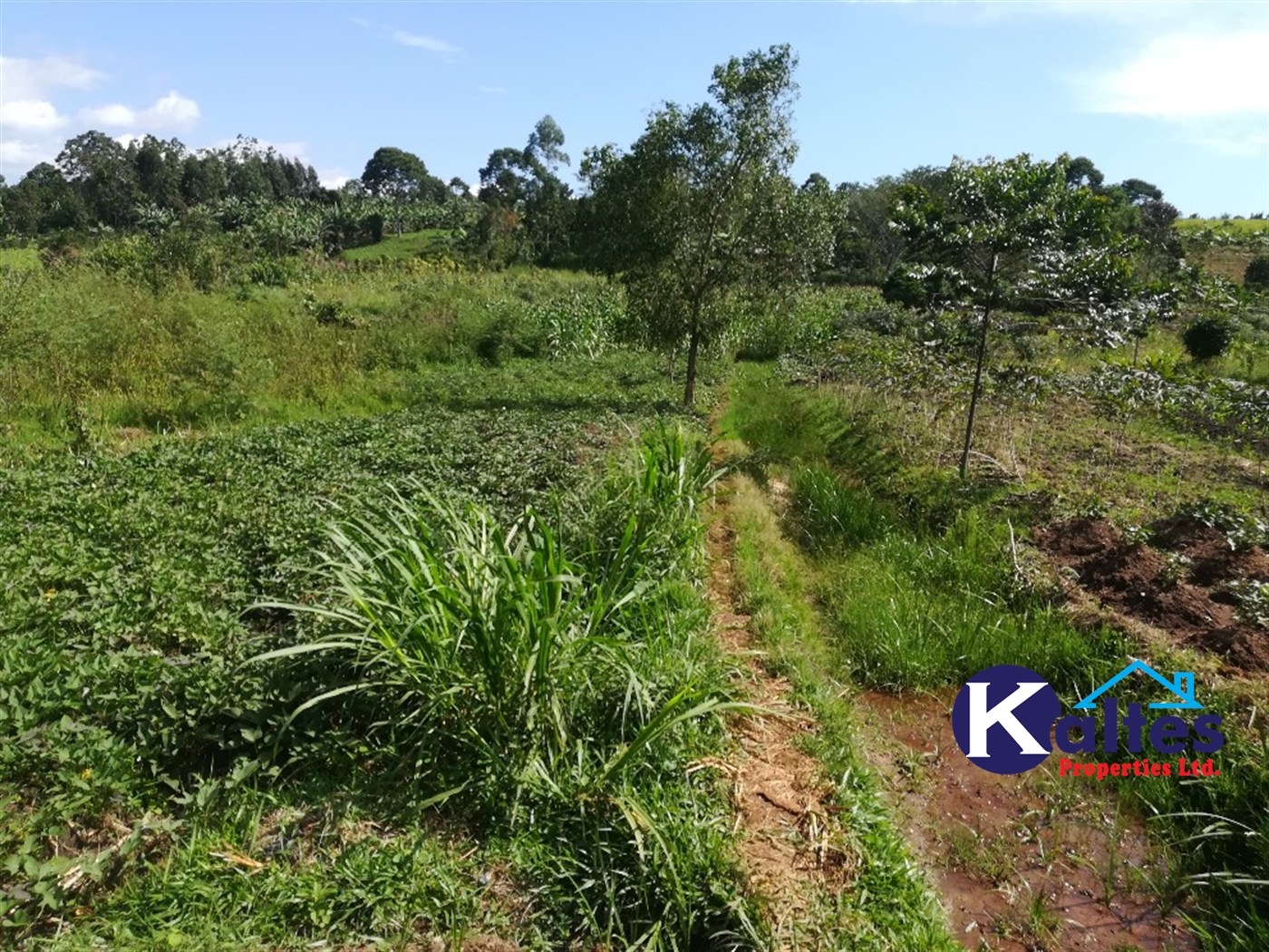 Agricultural Land for sale in Ngogwe Buyikwe