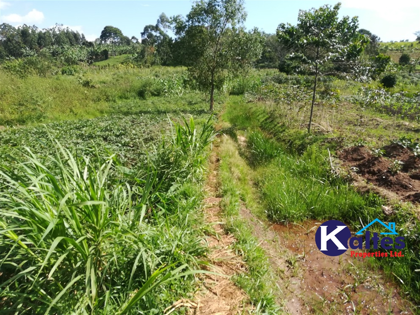 Agricultural Land for sale in Ngogwe Buyikwe