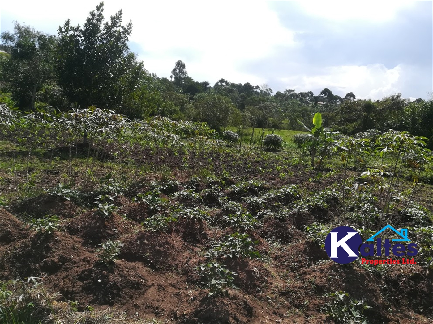 Agricultural Land for sale in Ngogwe Buyikwe