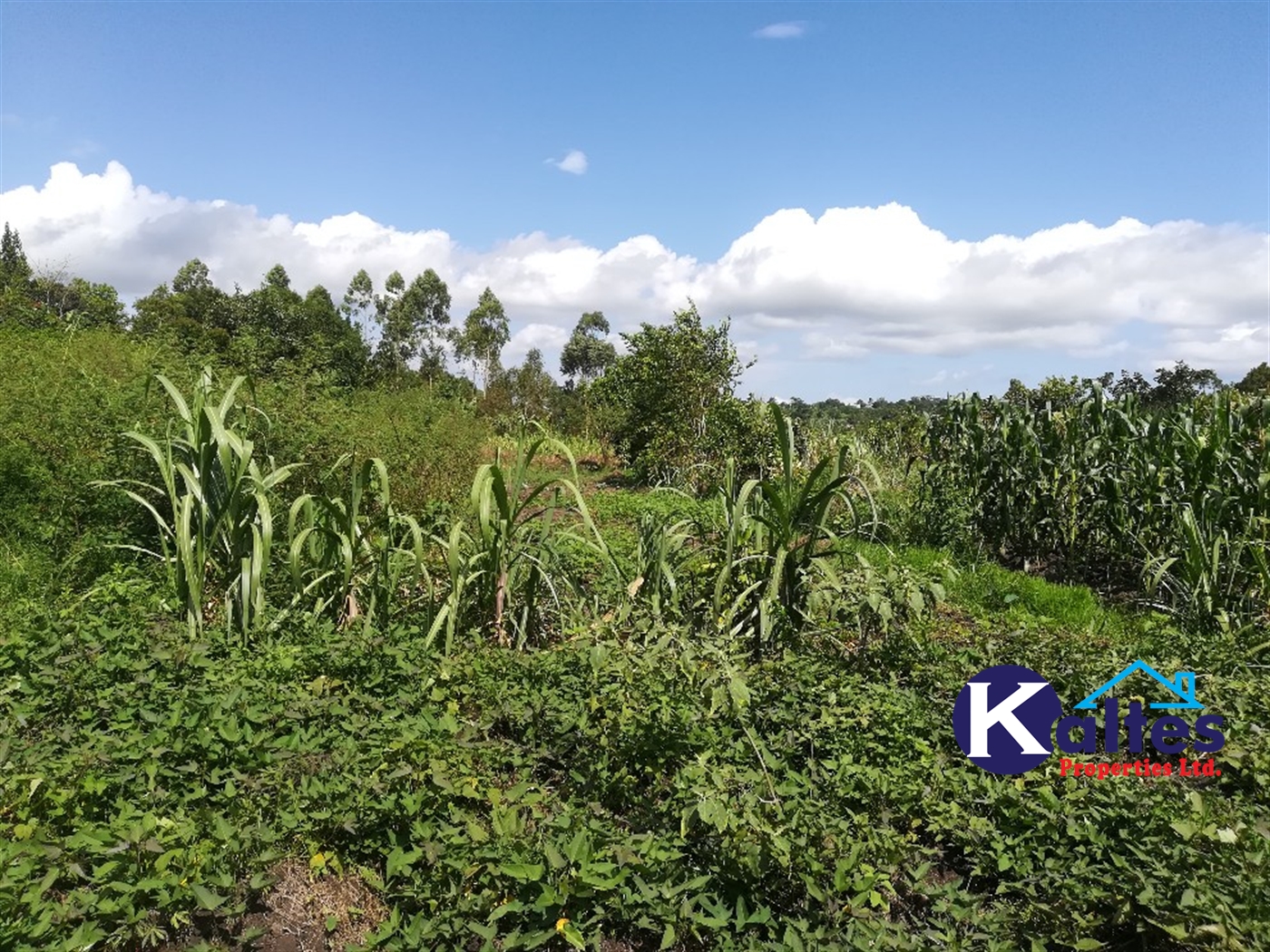 Agricultural Land for sale in Buloba Buyikwe