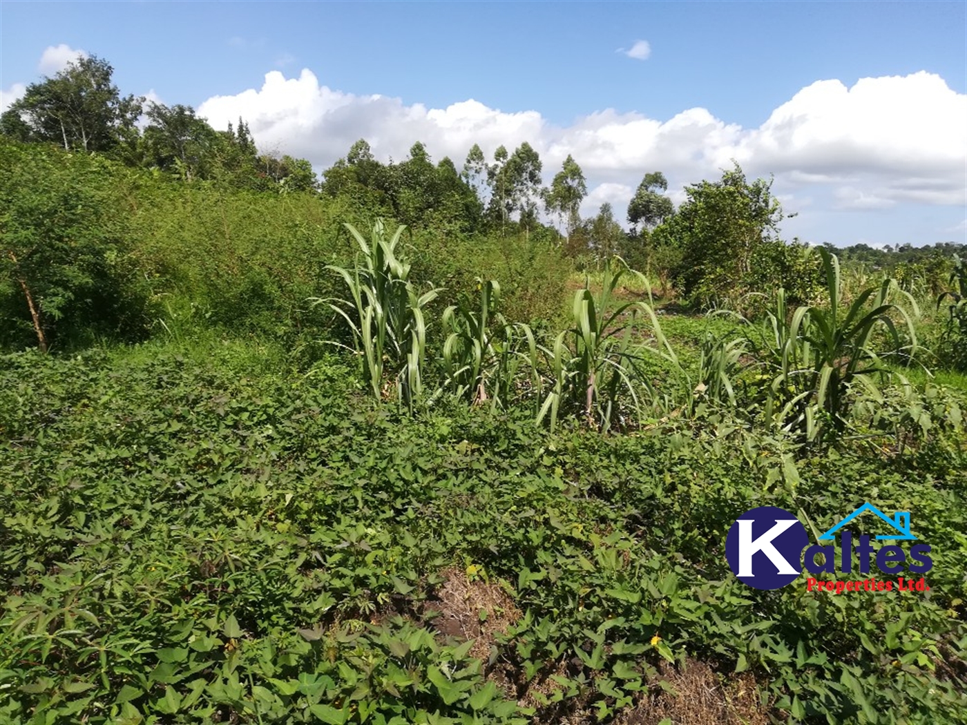 Agricultural Land for sale in Buloba Buyikwe