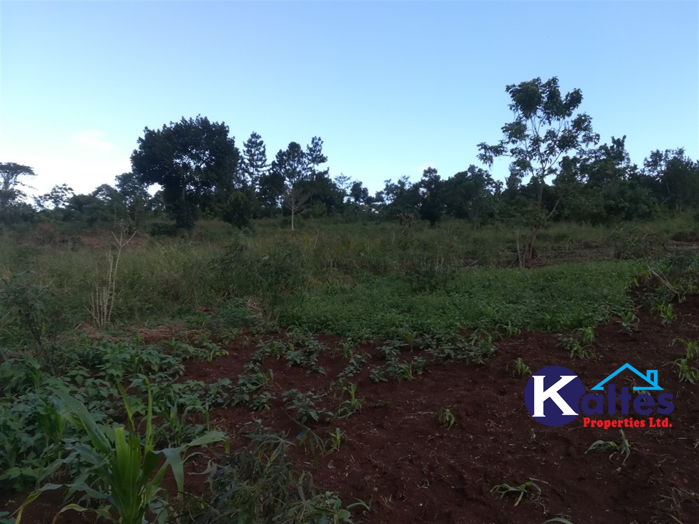Agricultural Land for sale in Lugalambo Buyikwe