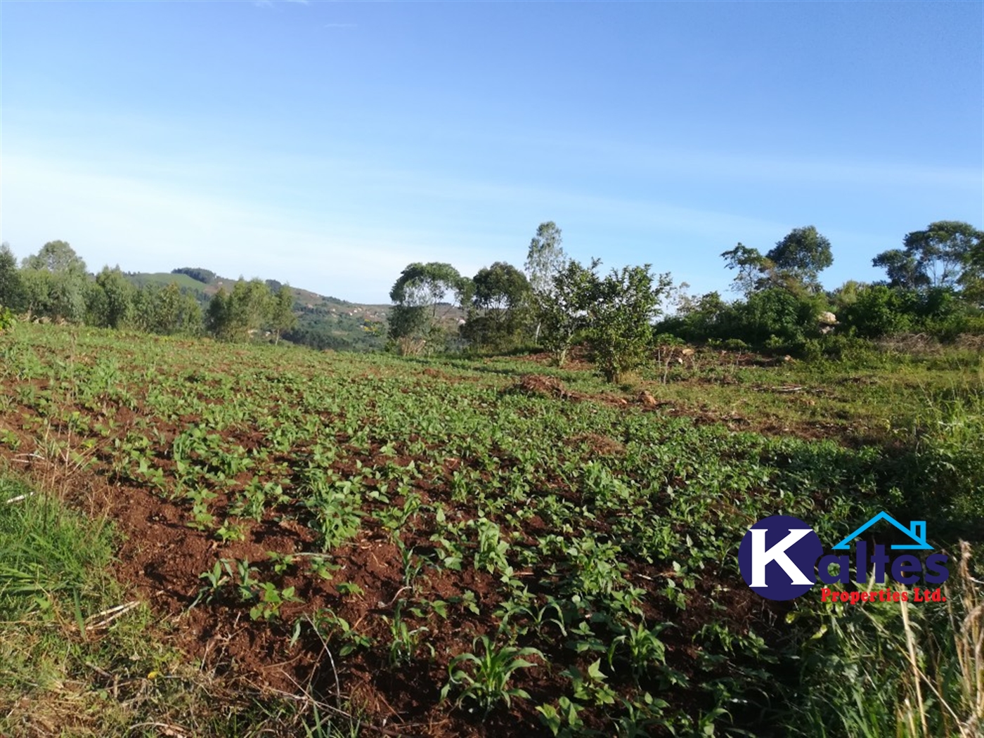 Agricultural Land for sale in Lugalambo Buyikwe