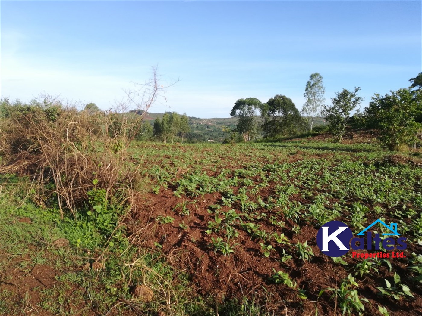 Agricultural Land for sale in Lugalambo Buyikwe