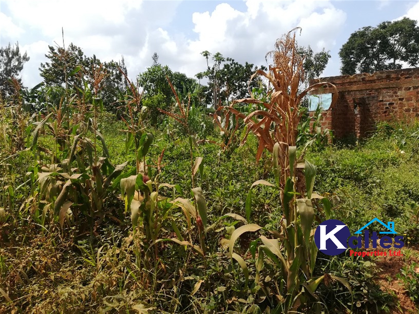 Agricultural Land for sale in Lugalambo Buyikwe
