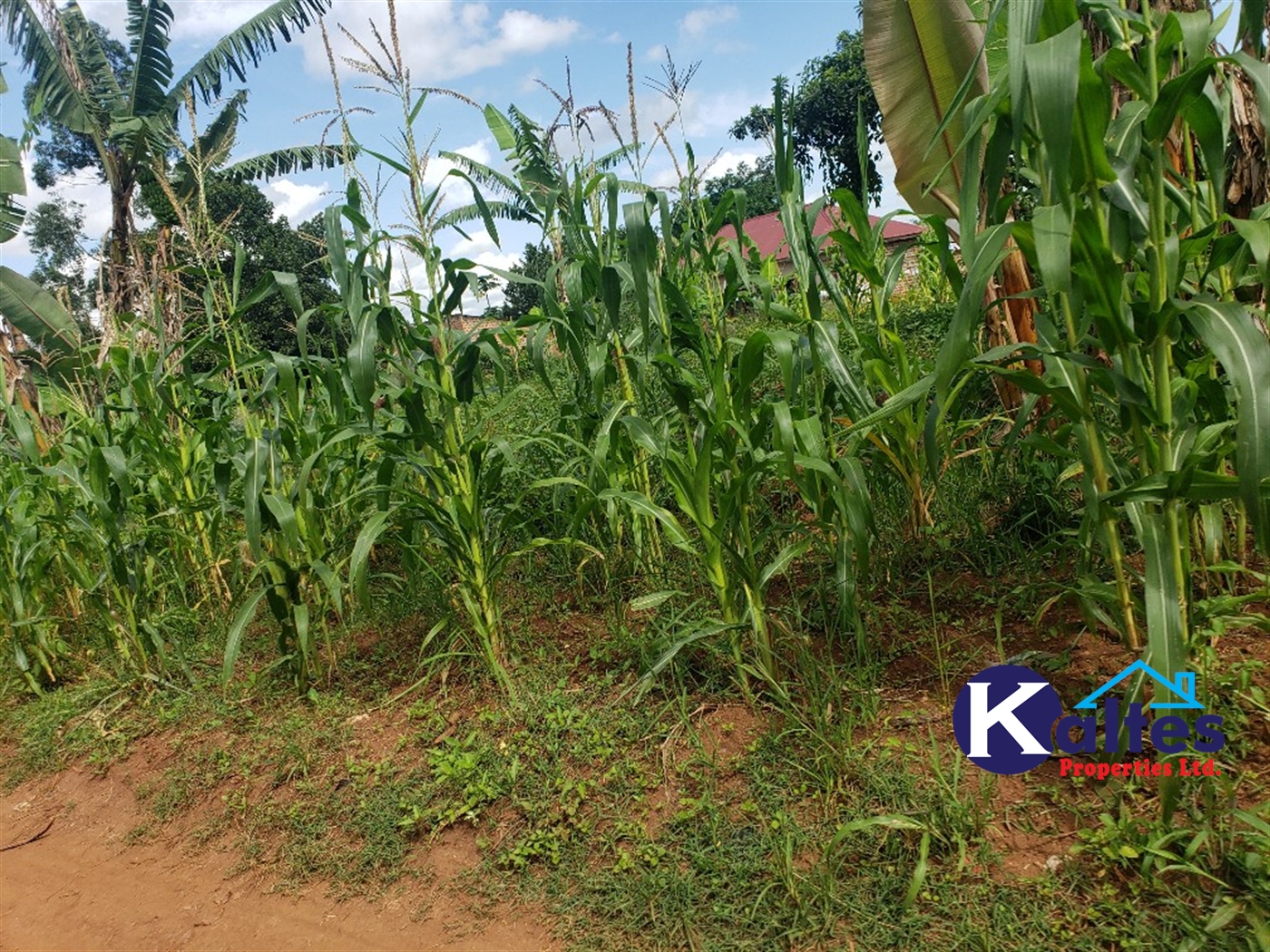 Residential Land for sale in Kiyunga Mukono