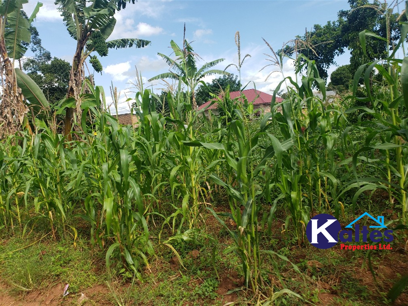 Residential Land for sale in Kiyunga Mukono