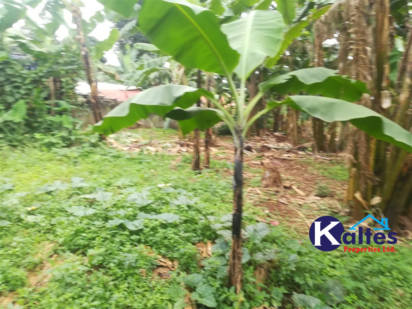 Residential Land for sale in Namayiba Mukono