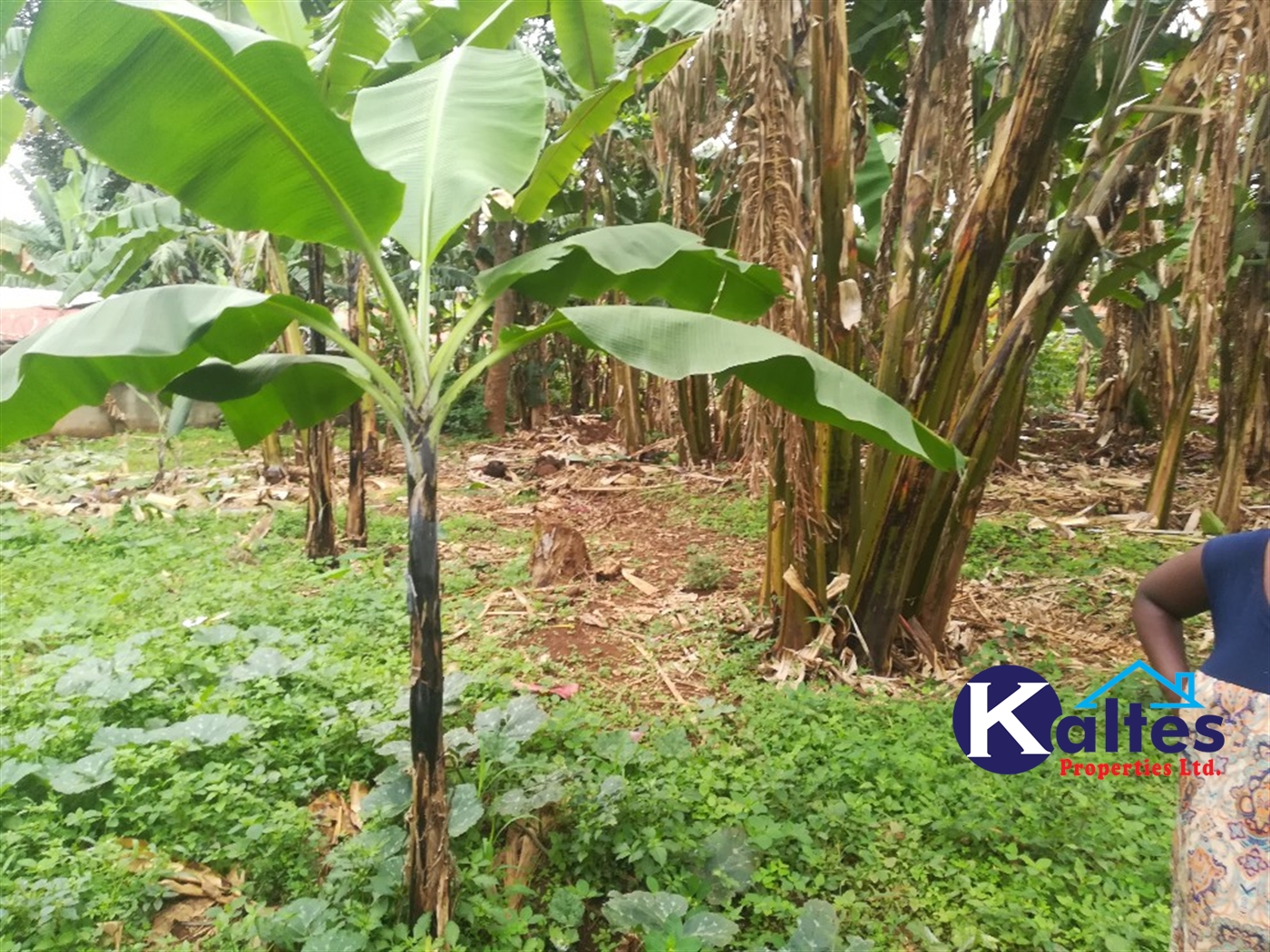 Residential Land for sale in Namayiba Mukono