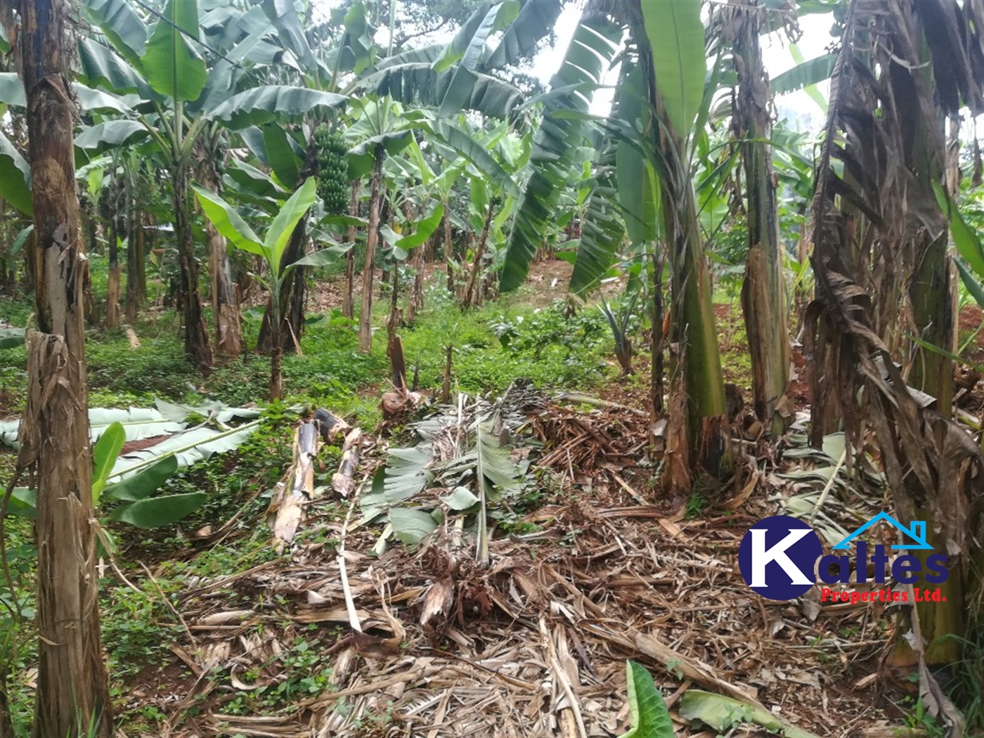 Residential Land for sale in Namayiba Mukono