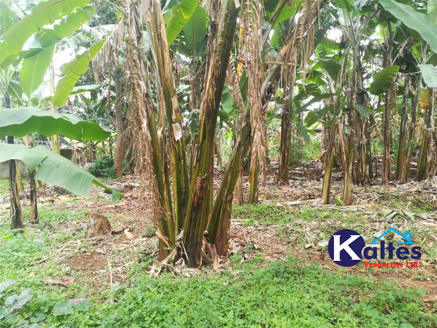 Residential Land for sale in Namayiba Mukono