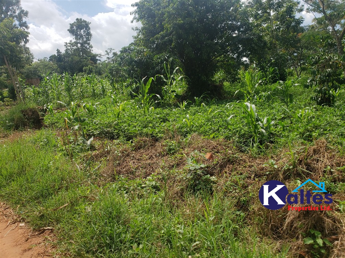 Agricultural Land for sale in Bbaale Kayunga