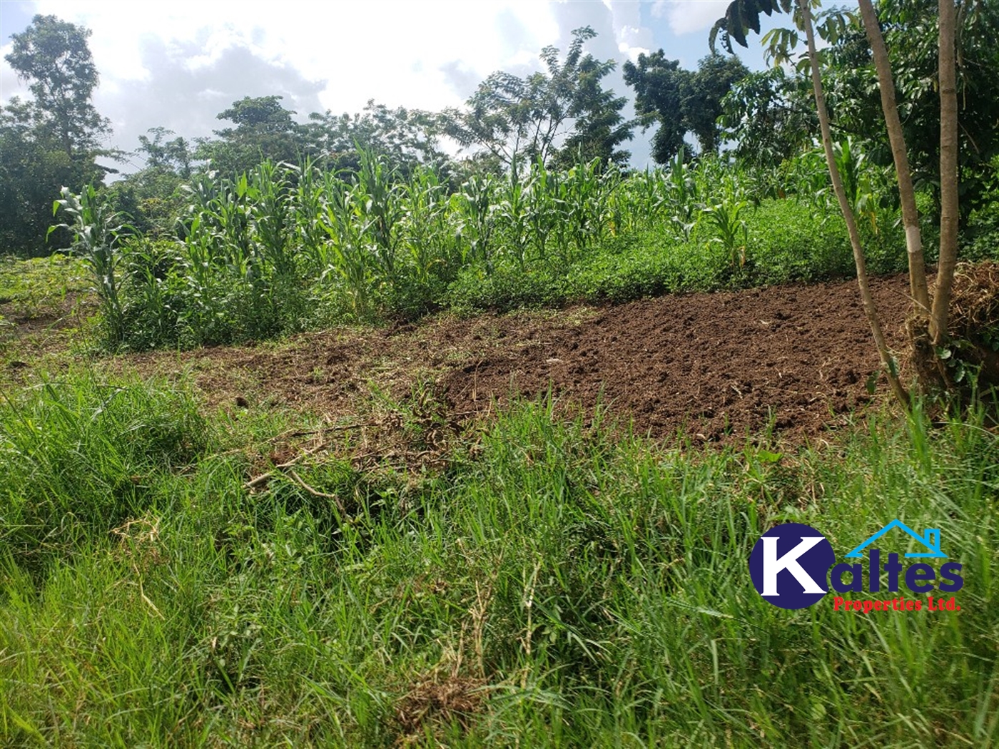 Agricultural Land for sale in Bbaale Kayunga