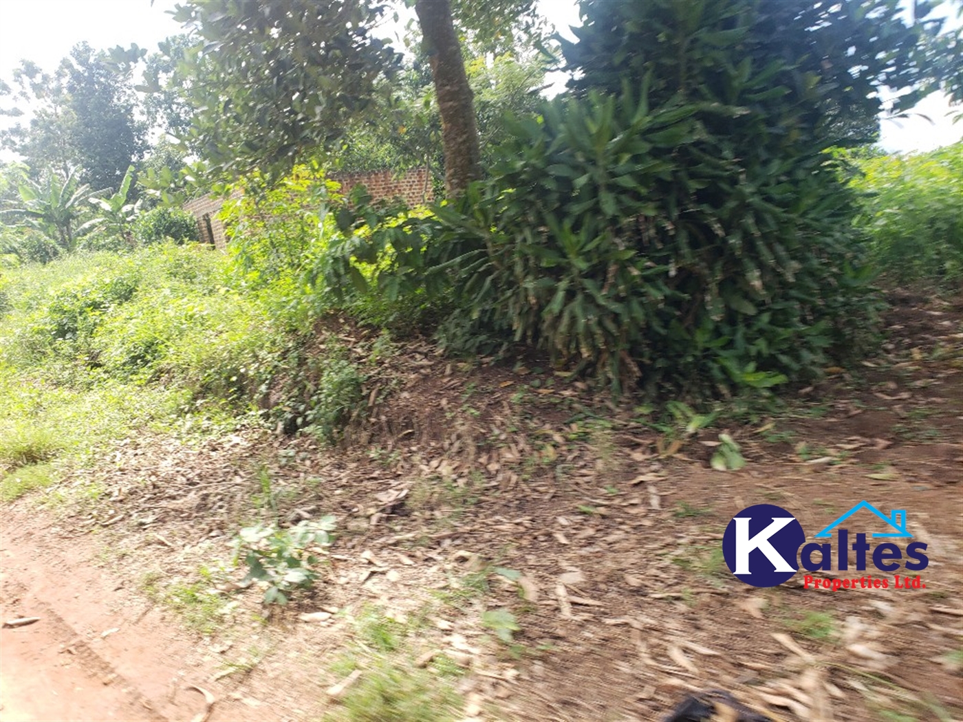 Agricultural Land for sale in Bbaale Kayunga