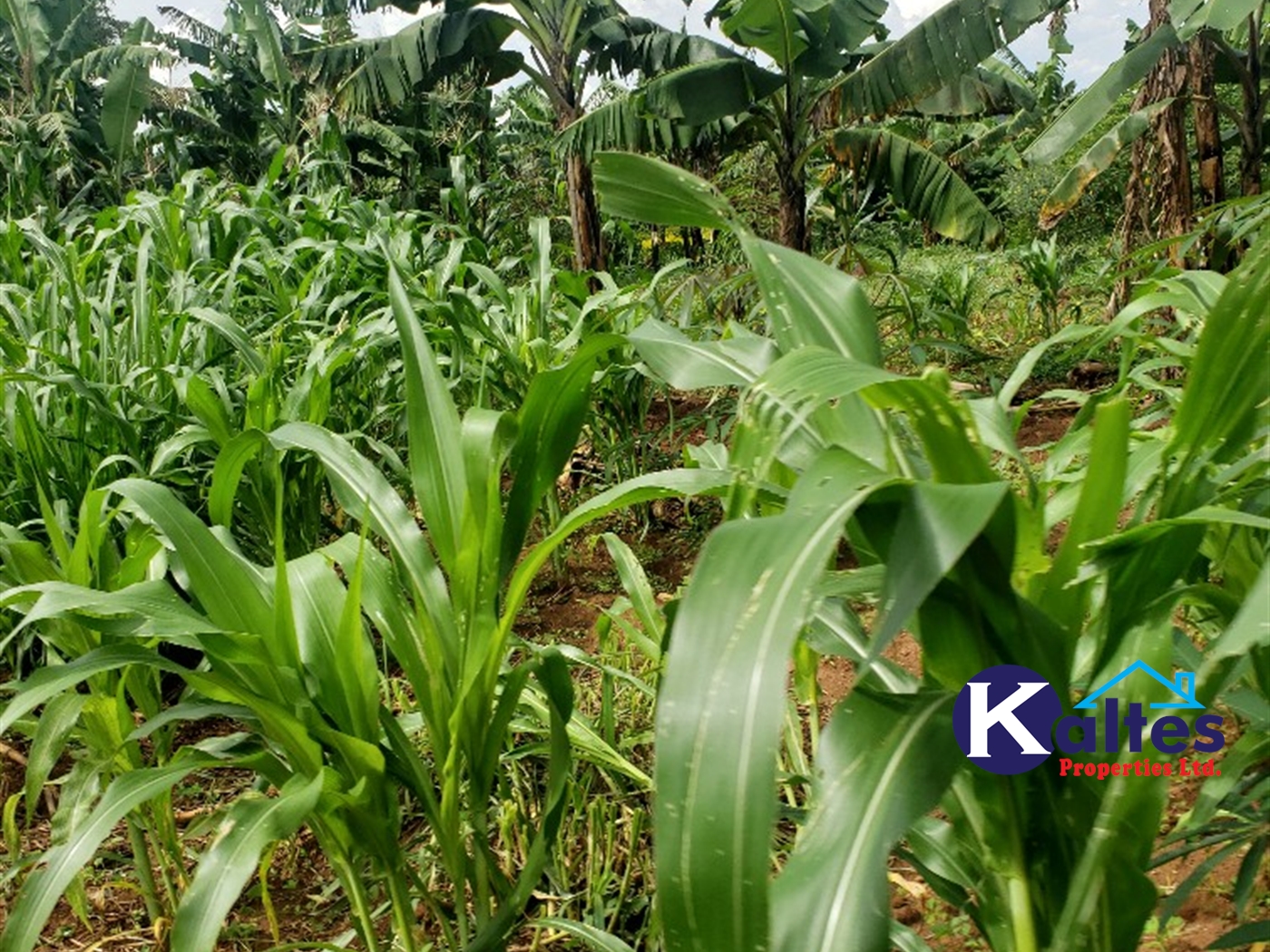 Agricultural Land for sale in Bbaale Kayunga