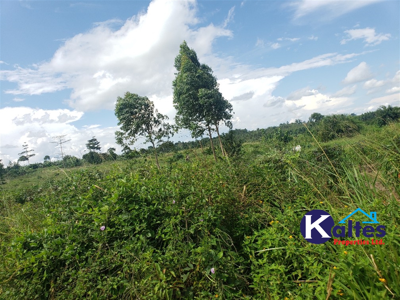 Agricultural Land for sale in Banagonera Kayunga