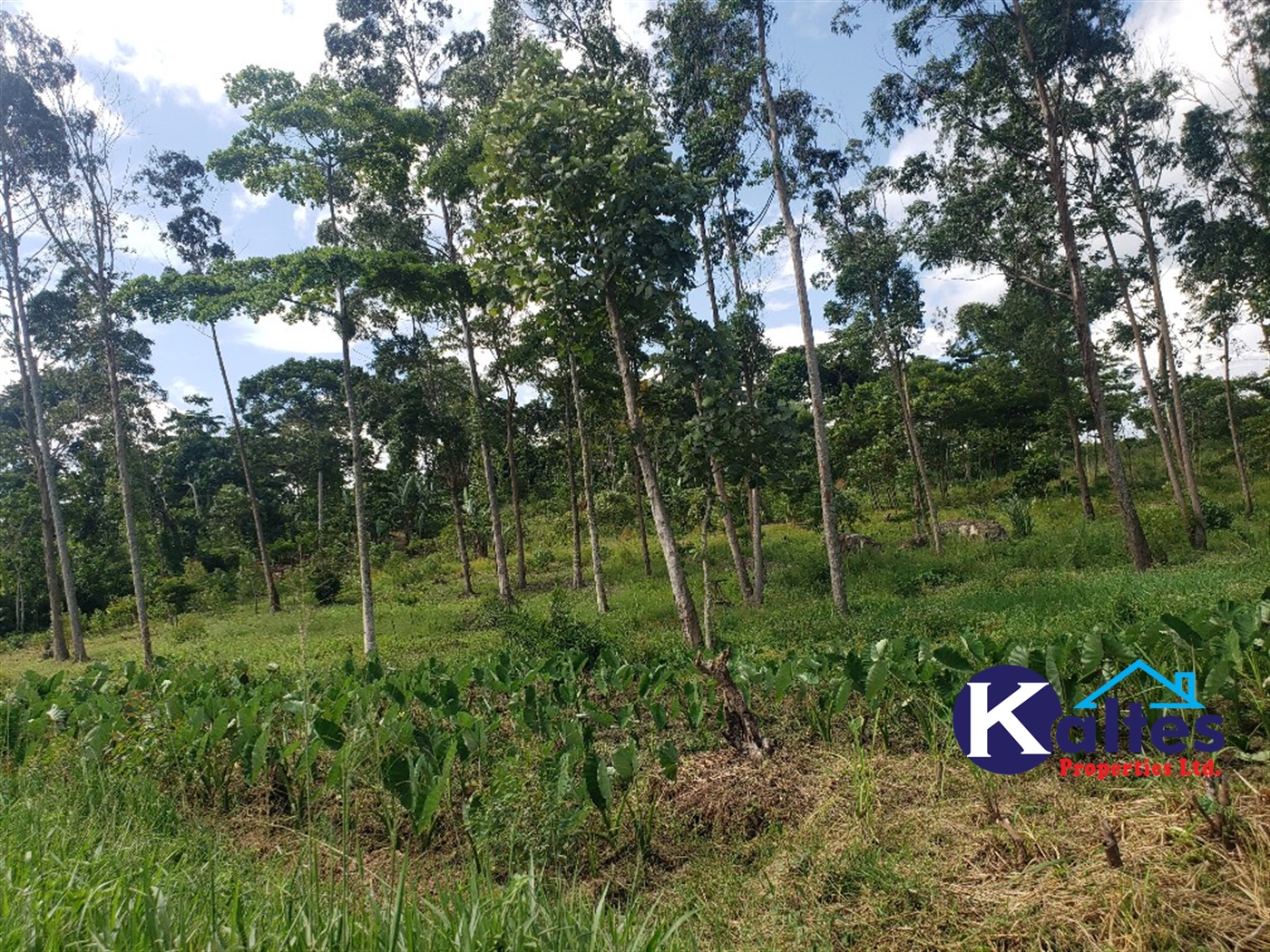 Agricultural Land for sale in Banagonera Kayunga