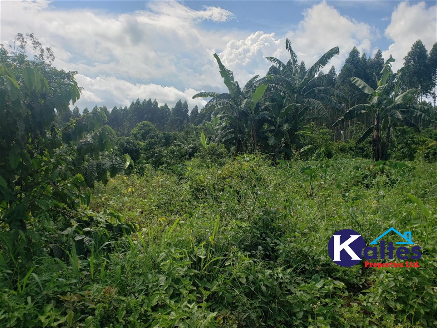 Agricultural Land for sale in Bugumya Kayunga