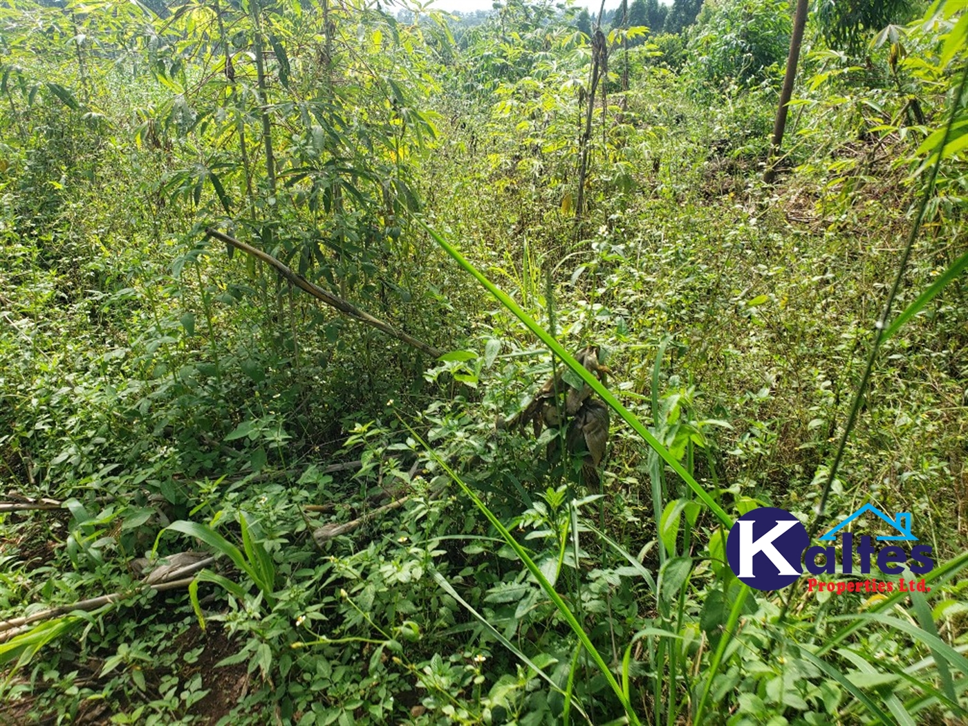 Agricultural Land for sale in Bugumya Kayunga