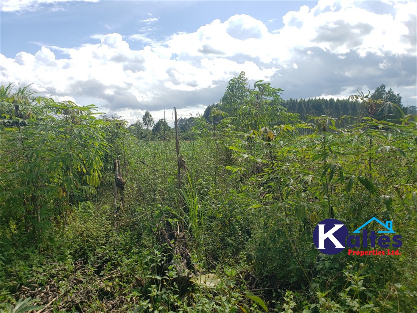 Agricultural Land for sale in Bugumya Kayunga