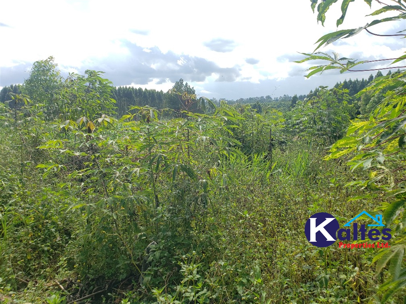 Agricultural Land for sale in Bugumya Kayunga