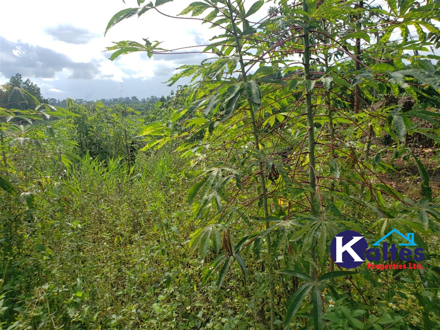 Agricultural Land for sale in Bugumya Kayunga