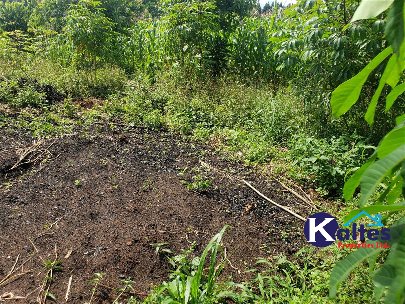 Agricultural Land for sale in Bugumya Kayunga