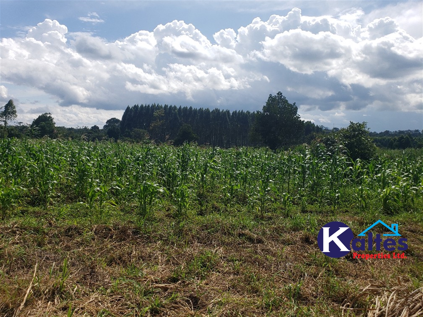 Agricultural Land for sale in Bugumya Kayunga