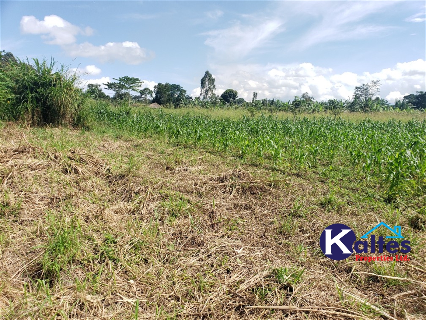 Agricultural Land for sale in Bugumya Kayunga