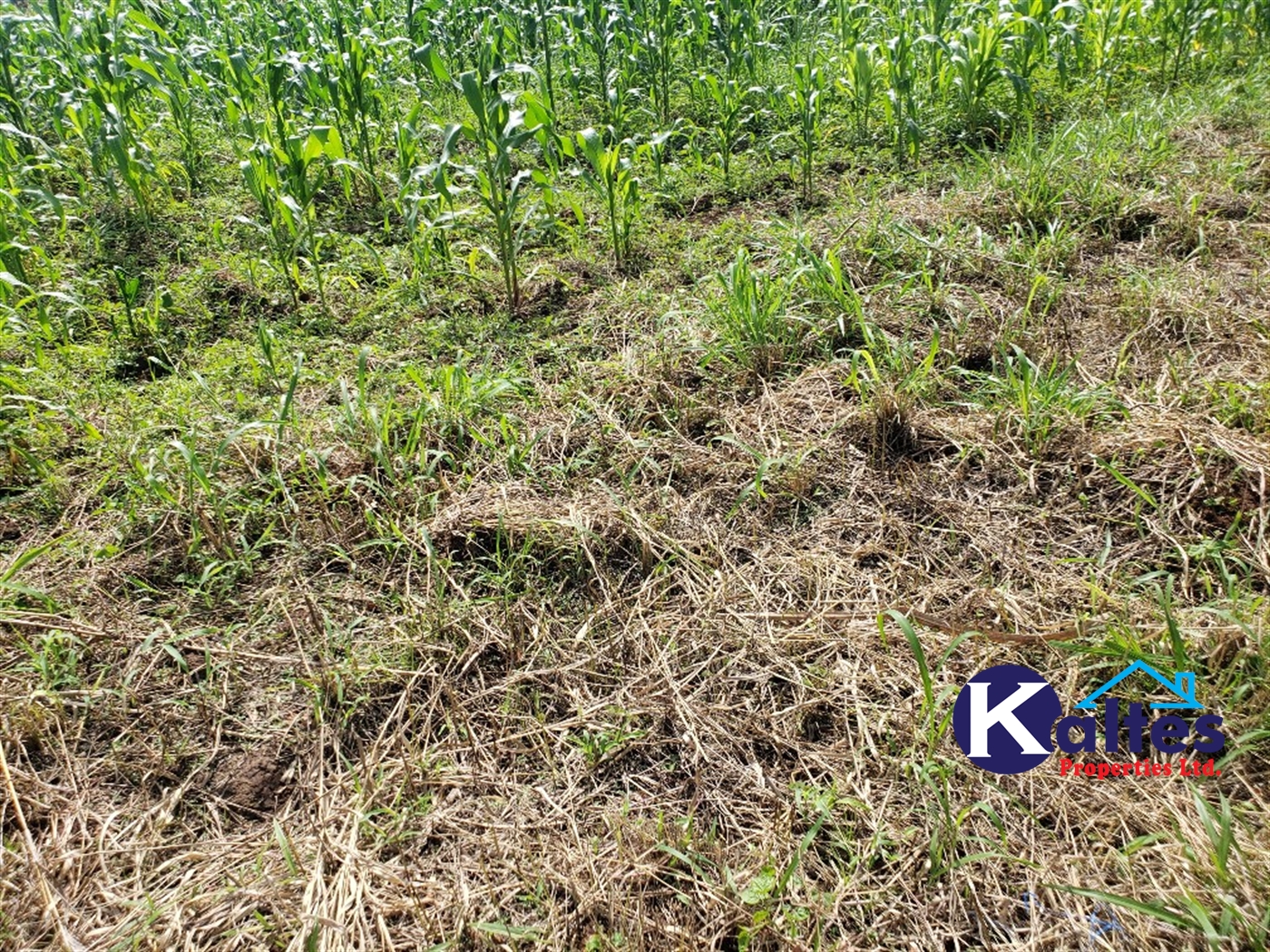 Agricultural Land for sale in Bugumya Kayunga