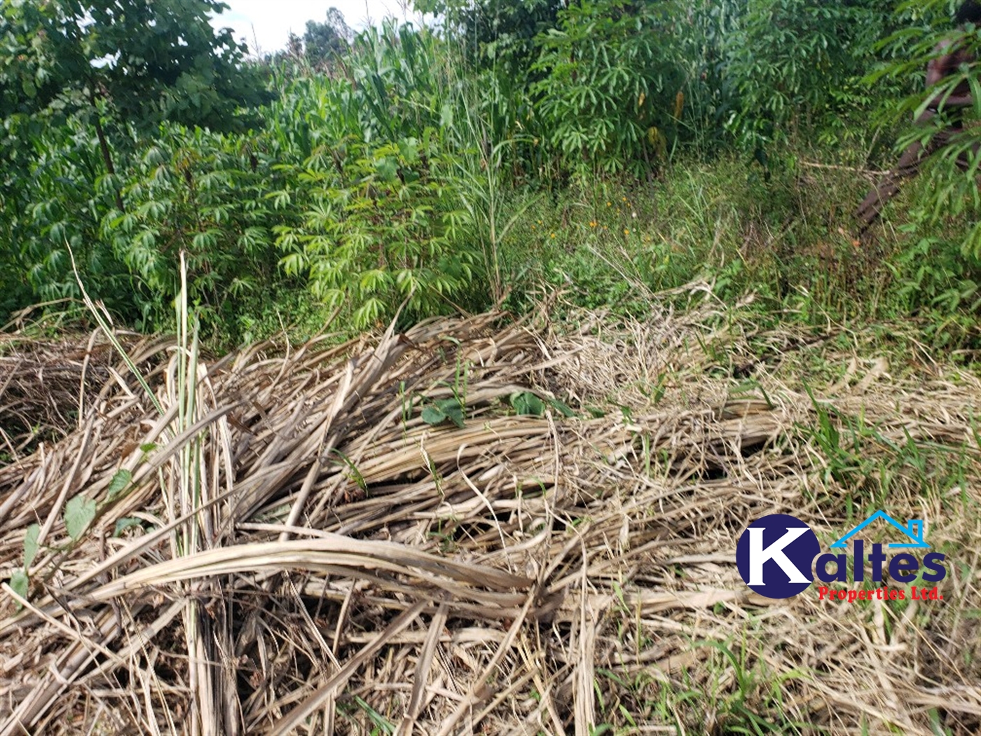 Agricultural Land for sale in Bugumya Kayunga