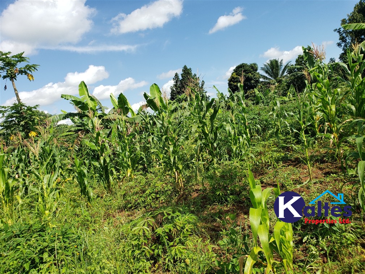 Agricultural Land for sale in Bujwaya Kayunga