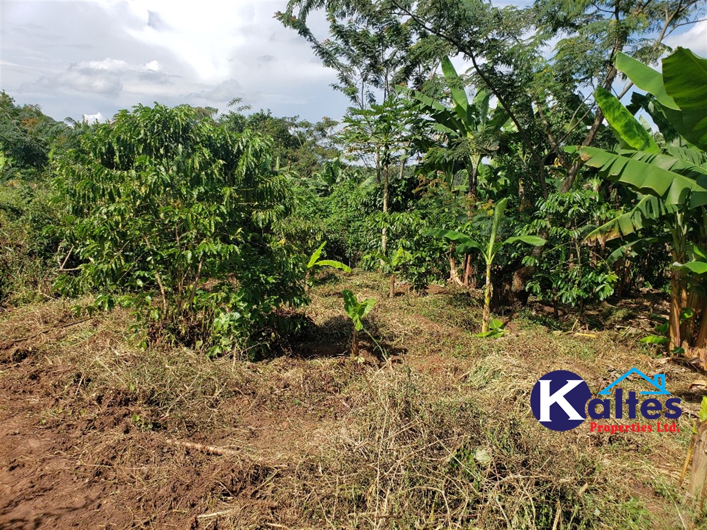 Agricultural Land for sale in Bujwaya Kayunga