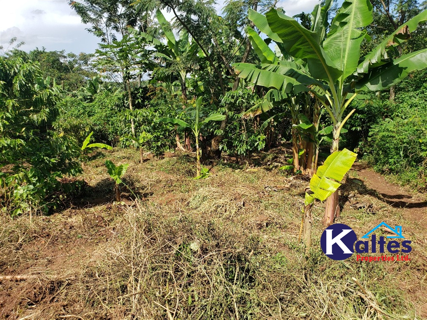 Agricultural Land for sale in Bujwaya Kayunga