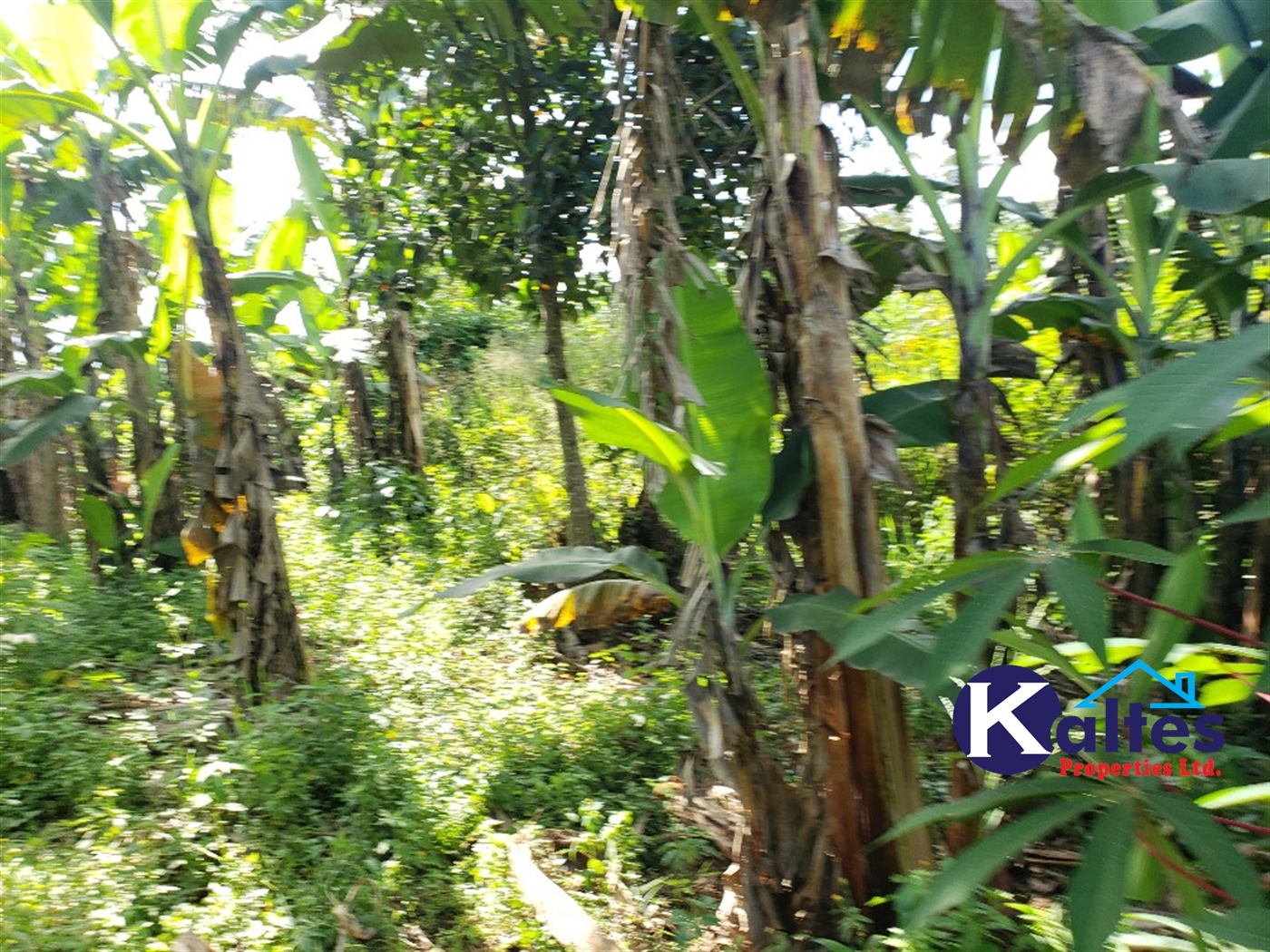 Agricultural Land for sale in Bulangi Kayunga