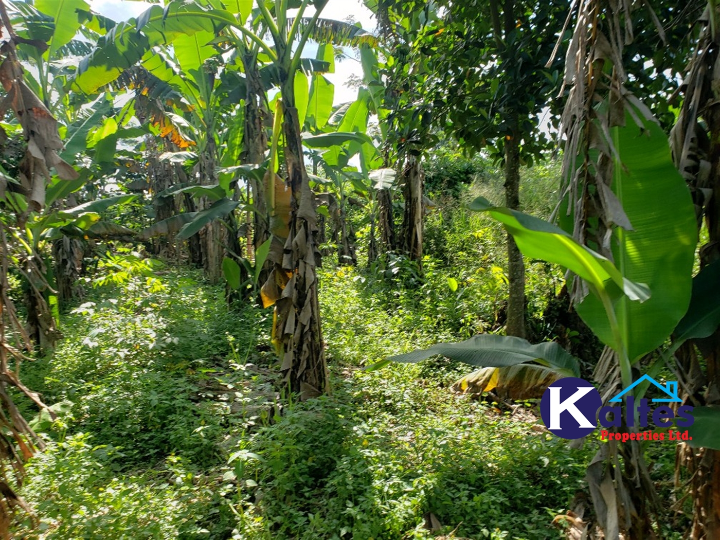 Agricultural Land for sale in Bulangi Kayunga