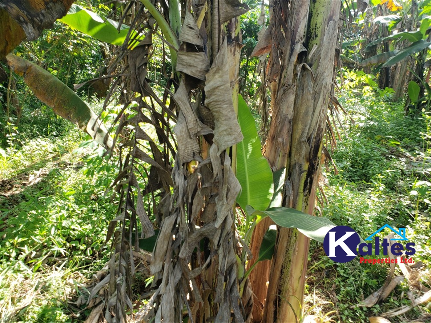 Agricultural Land for sale in Bulangi Kayunga