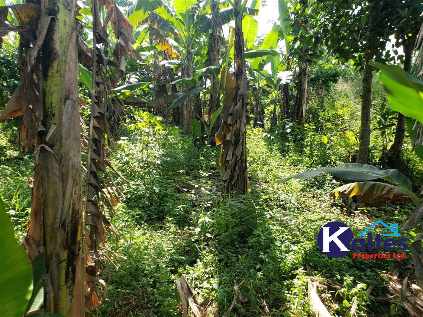 Agricultural Land for sale in Bulangi Kayunga