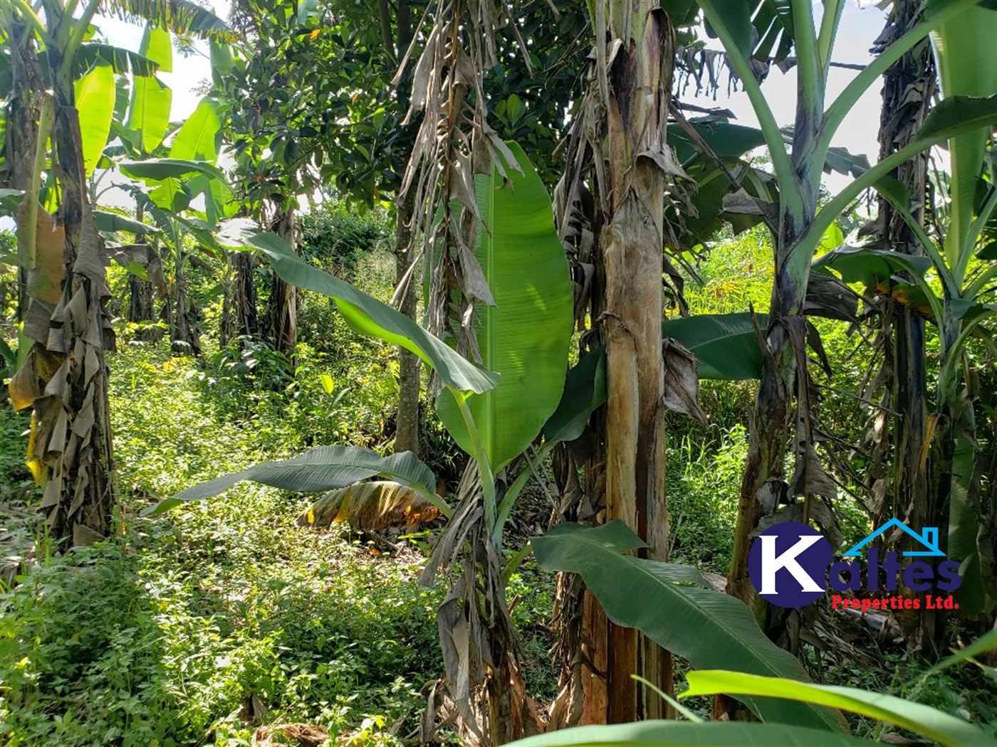 Agricultural Land for sale in Bulangi Kayunga