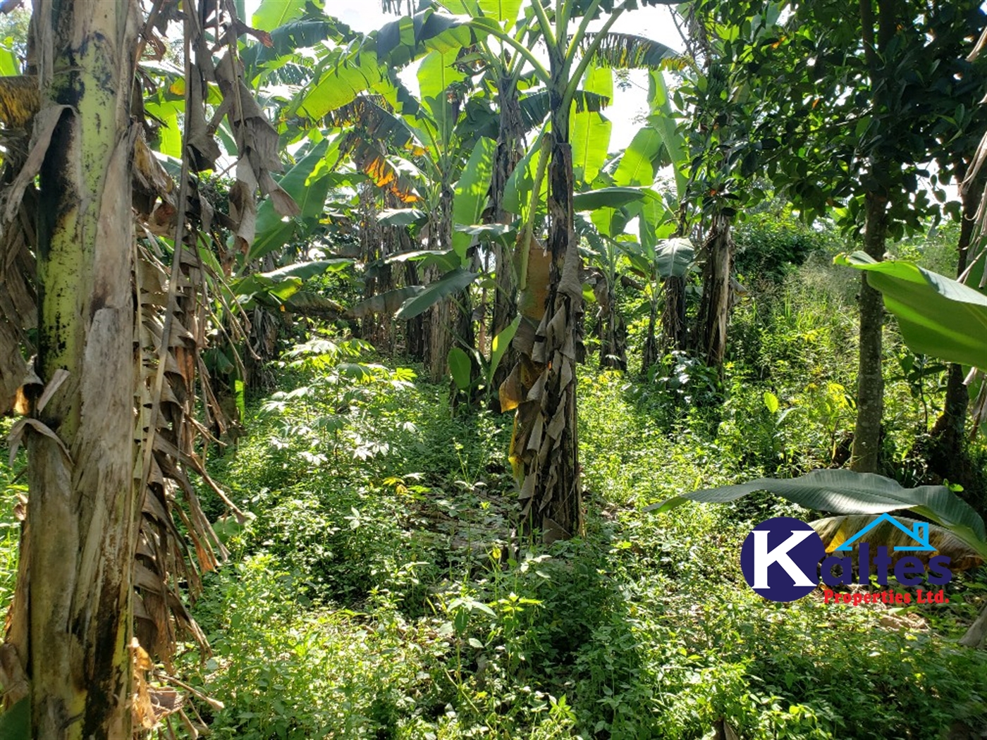 Agricultural Land for sale in Bulangi Kayunga