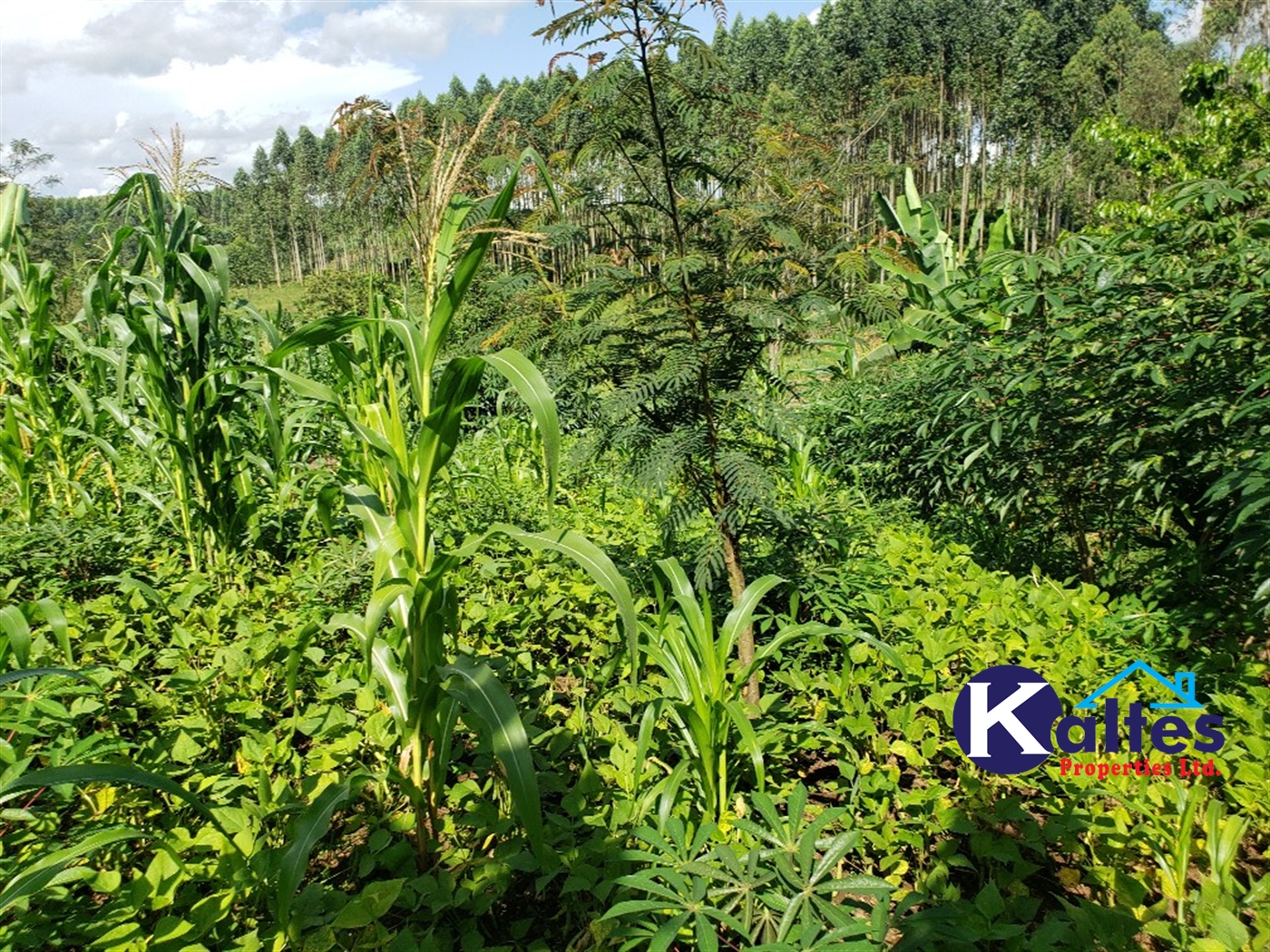 Agricultural Land for sale in Bulangi Kayunga