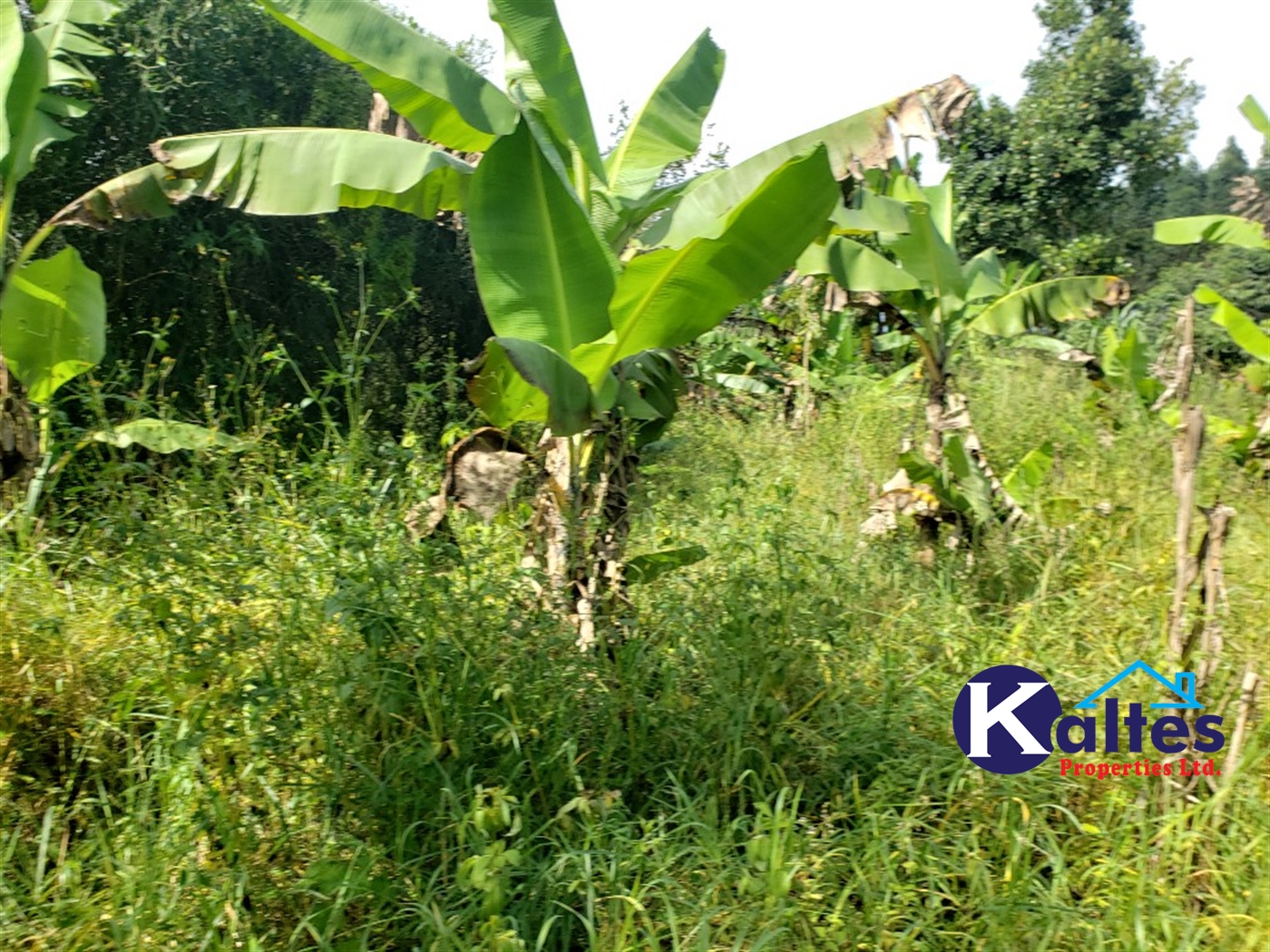 Agricultural Land for sale in Bulangi Kayunga