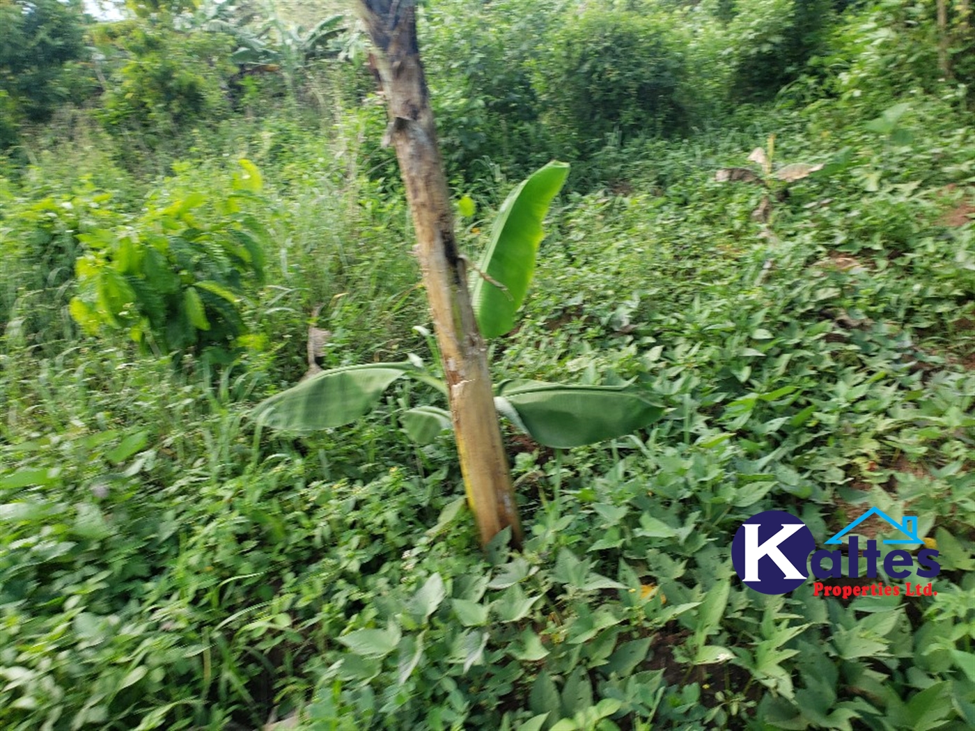 Agricultural Land for sale in Busana Kayunga