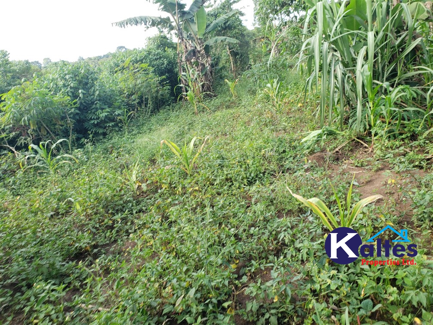 Agricultural Land for sale in Busana Kayunga