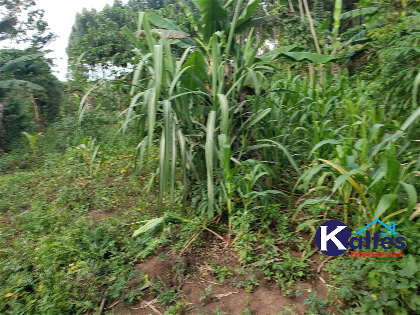 Agricultural Land for sale in Busana Kayunga