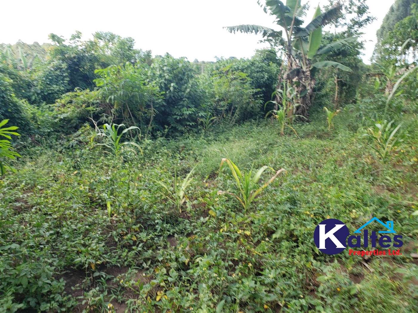 Agricultural Land for sale in Busana Kayunga