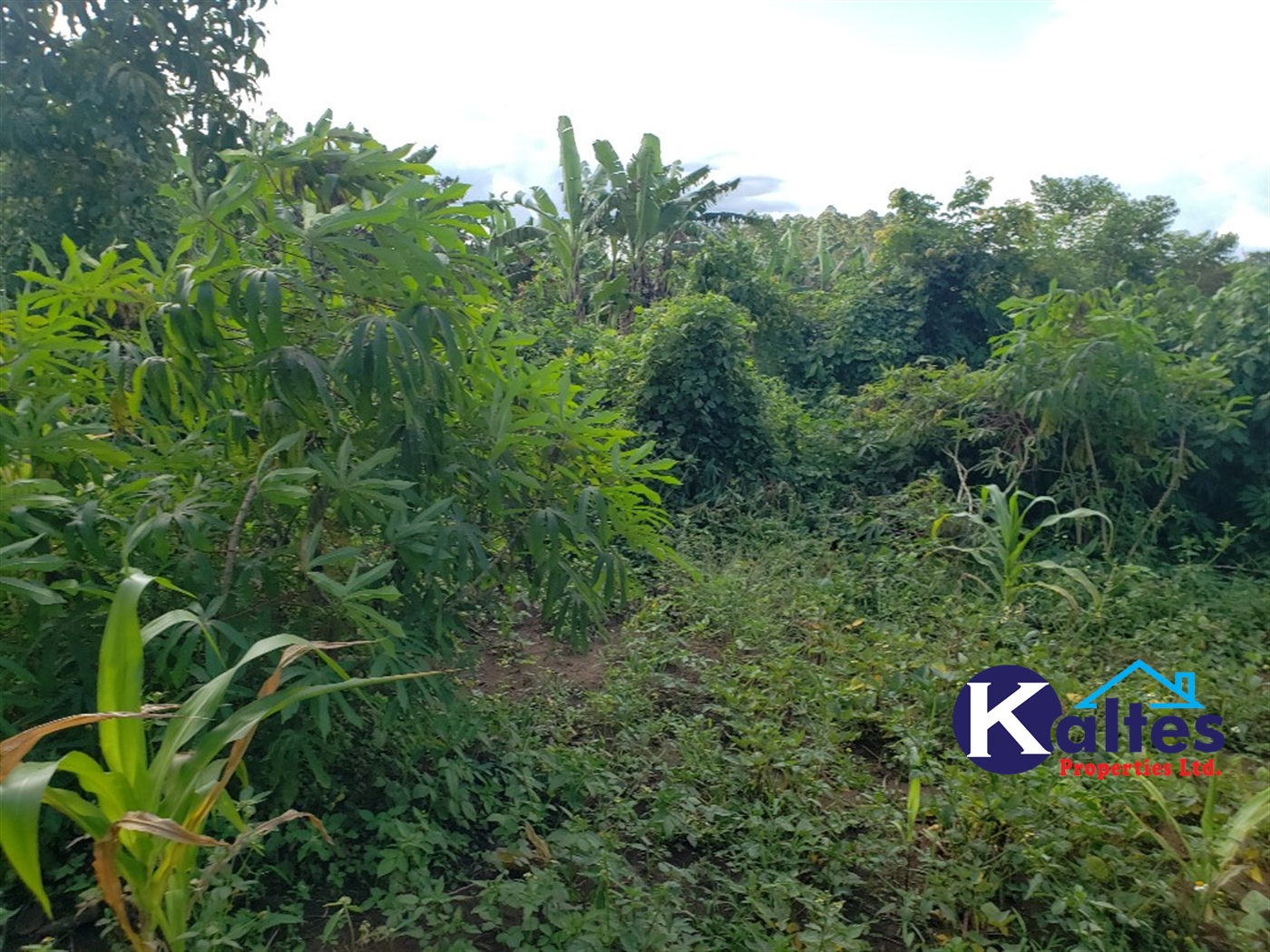 Agricultural Land for sale in Busana Kayunga