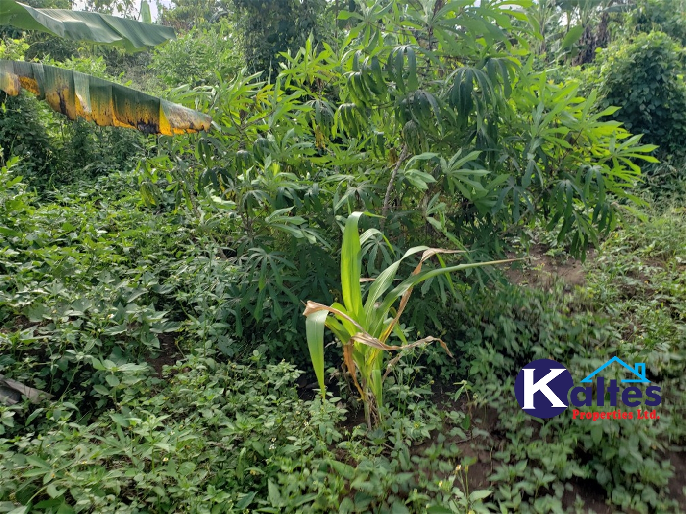 Agricultural Land for sale in Busana Kayunga