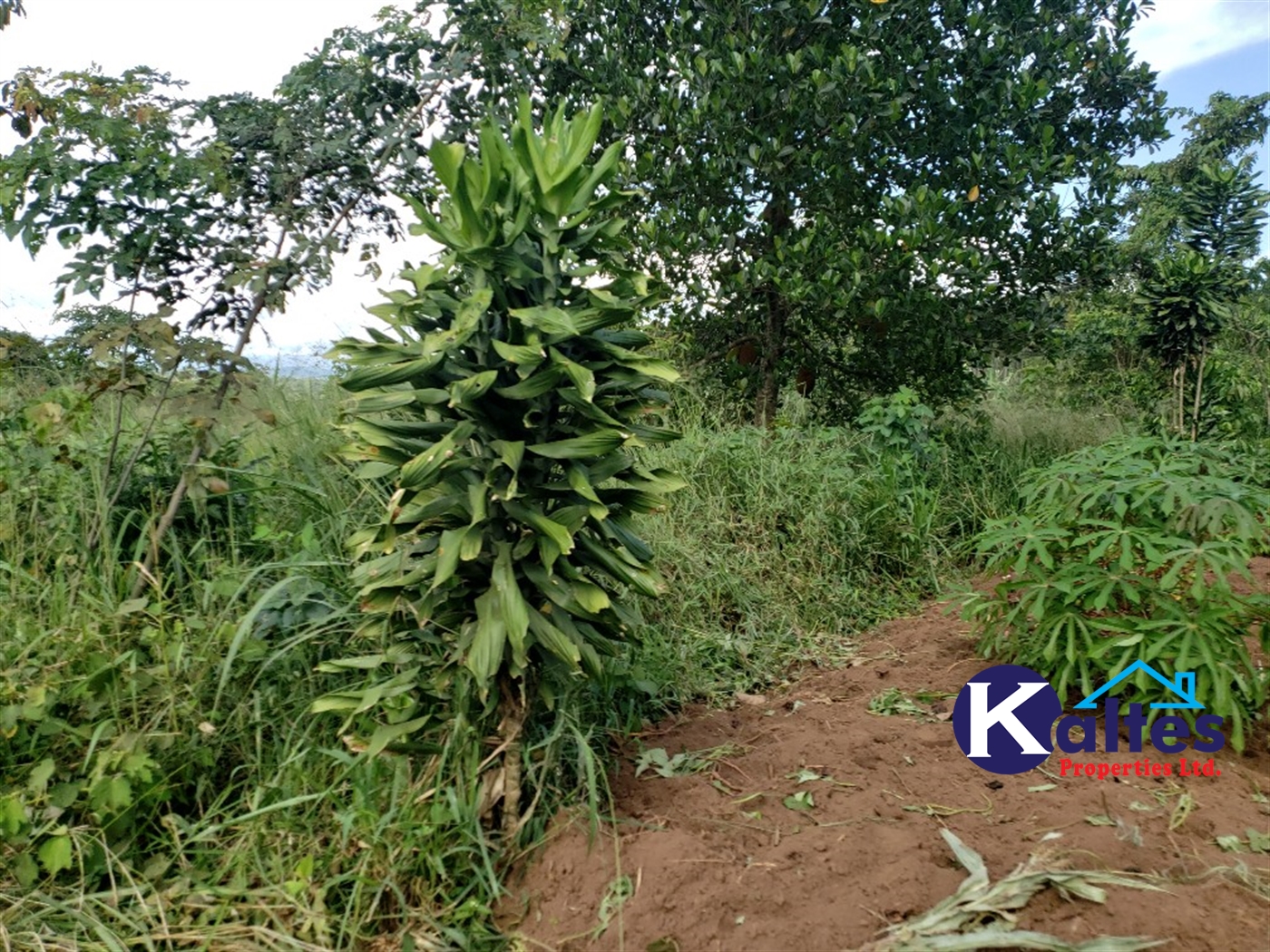 Agricultural Land for sale in Busana Kayunga