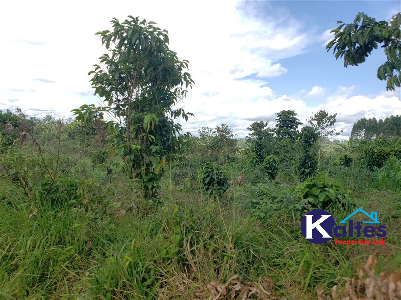 Agricultural Land for sale in Busana Kayunga